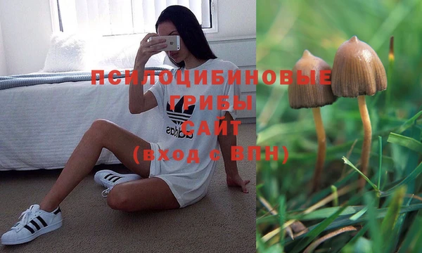 ПСИЛОЦИБИНОВЫЕ ГРИБЫ Алексин